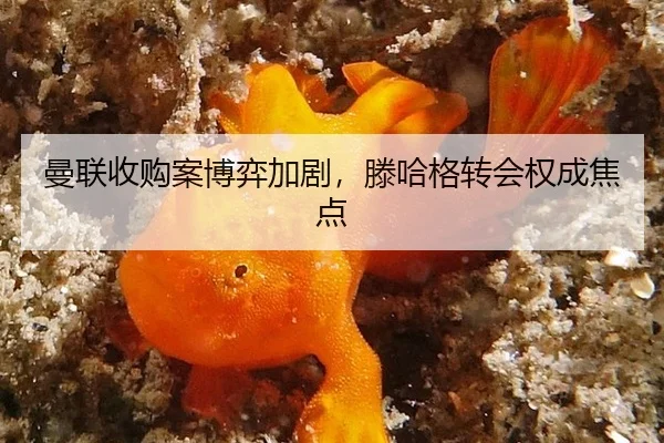 曼联收购案博弈加剧，滕哈格转会权成焦点